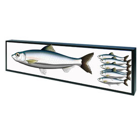 Open Frame Shelf Edge Lcd Display Customized Color 50,000 Hours Panel Life